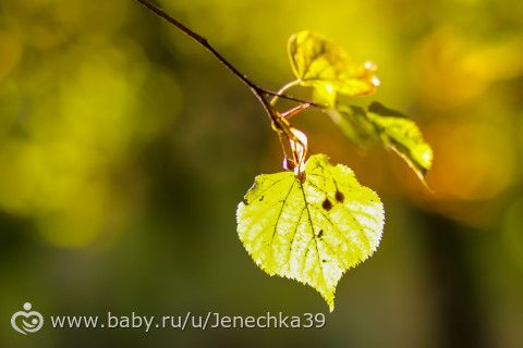 Украсить свадебную корзину своими руками мастер класс Украсить свадебную корзину своими руками мастер класс