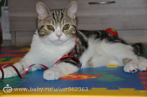 О нас! :) О родах :)