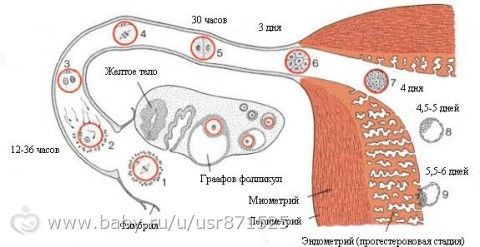 Этапы развития эмбрионов