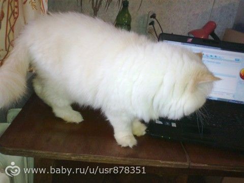 Фурминатор,для всех у кого есть пушистые друзья.
