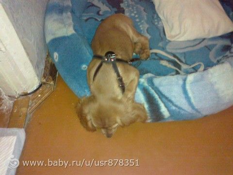 Спит усталая собачка))))
