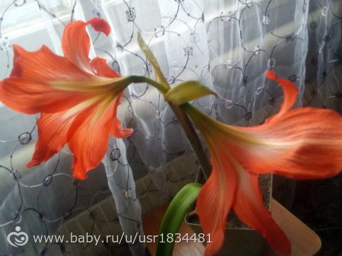 что за цветы?