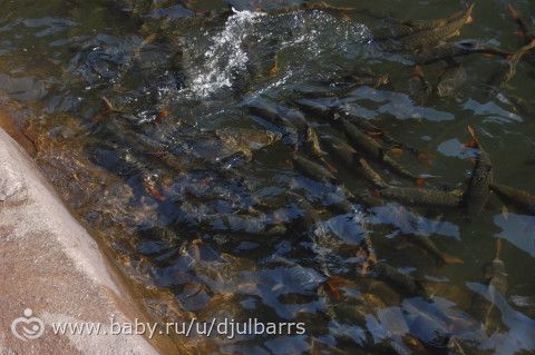 Водопад Дудхсагар, Индия, Гоа /2009-2016/