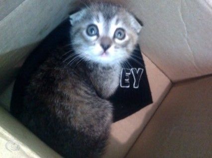 Подскажите имя для котенка Подскажите имя для котенка