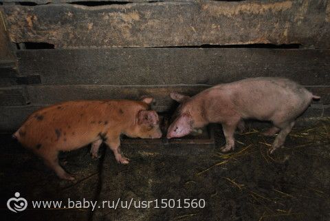 ПОЕЗДКА К СВЕКРОВИ