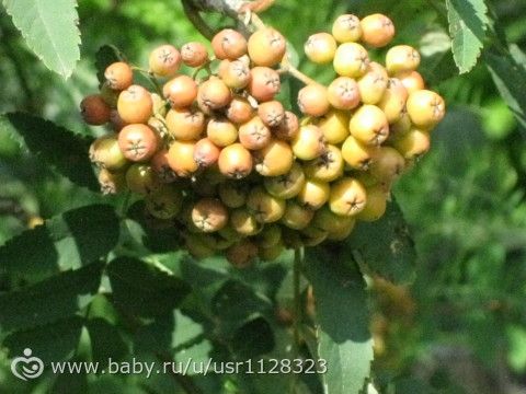 Буйство красок и пьянство лета…