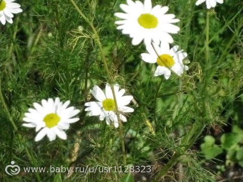 Буйство красок и пьянство лета…