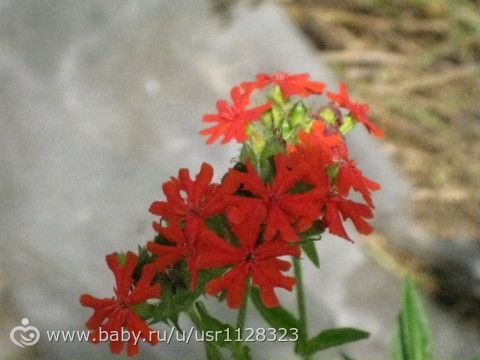 Буйство красок и пьянство лета…