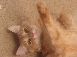 Наш котик) Ну очень травматичный...толстый, ленивый и травматичный) Наш котик) Ну очень травматичный...толстый, ленивый и травматичный)