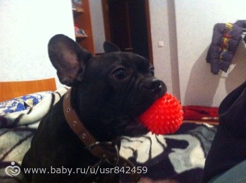 не было бы радости,да бульдога завели ;;;))))