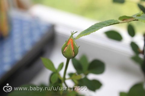 Цветение розы. подробное фото по дням