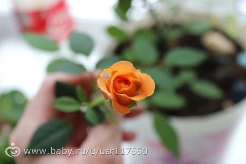 Цветение розы. подробное фото по дням