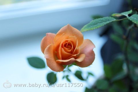 Цветение розы. подробное фото по дням