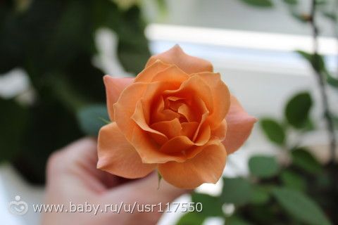 Цветение розы. подробное фото по дням