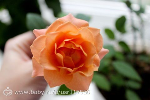 Цветение розы. подробное фото по дням