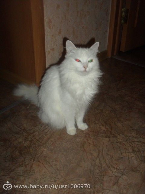 ПОКАЗЫВАЕМ СВОИХ ДОМАШНИХ ПИТОМЦЕВ)))