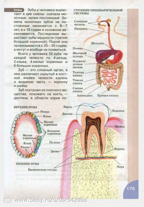 Внутреннее строение зуба 8 класс. Строение зубов биология 8 класс. Строение зуба человека. Зуб по биологии 8 класс. Строение зуба 9 класс биология.