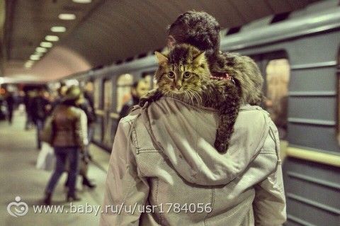 Поразили, удивили, порадовали...!)