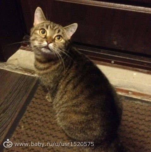 Возьмите котейку!