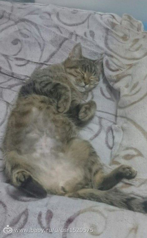 Возьмите котейку!