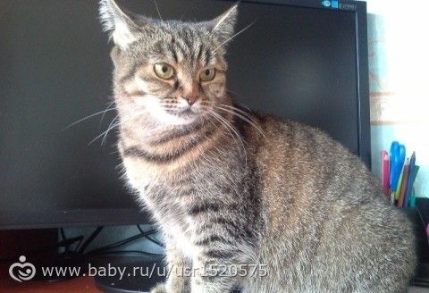 Возьмите котейку!
