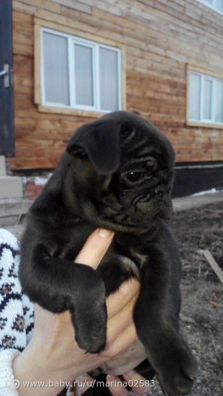 Брать или не стоит)))? Милота, советуйте))))