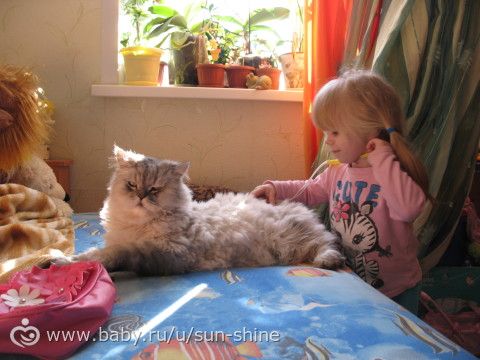 Оренбург! Где постричь кота без наркоза?