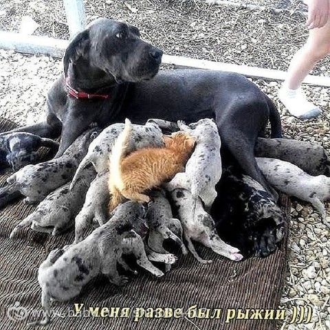 Чужих детей не бывает!!!!!