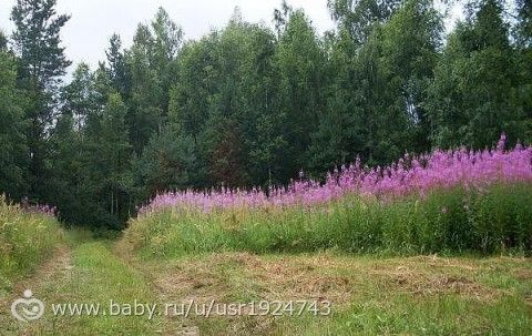 Иван-чай