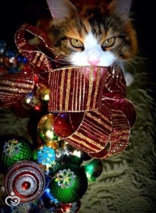 🎄 🎄