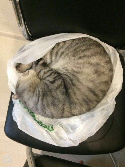 Царь! Очень приятно, Царь!
