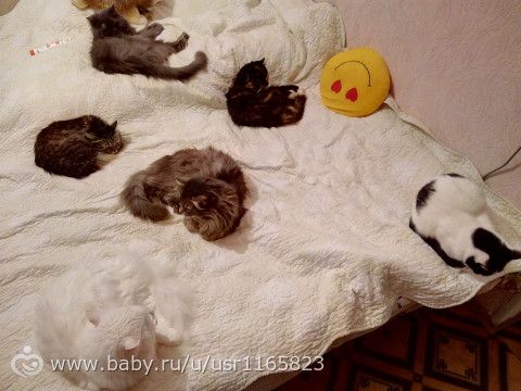 Лежбище котиков Лежбище котиков