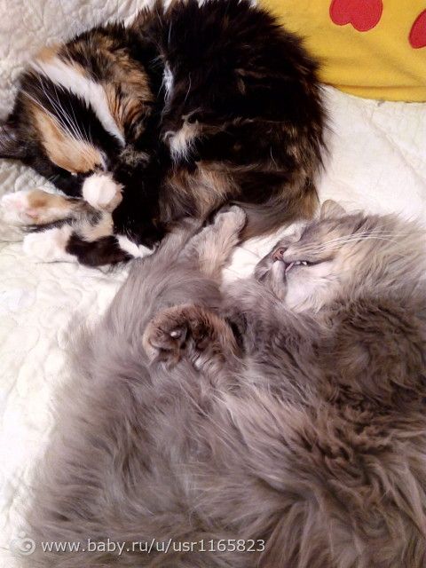 Лежбище котиков Лежбище котиков