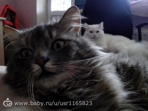 Лежбище котиков Лежбище котиков