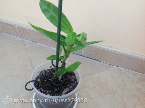 Помогите оценить состояние орхидей.