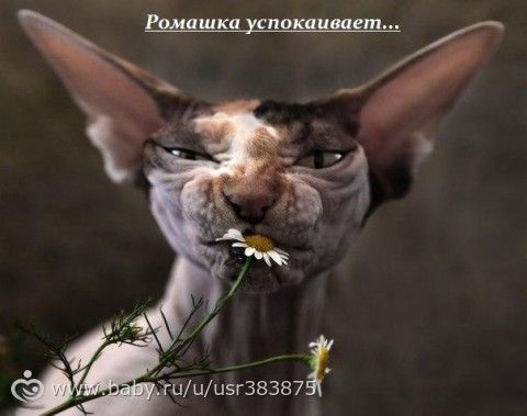 Депиляция ...ужасы моего городка.