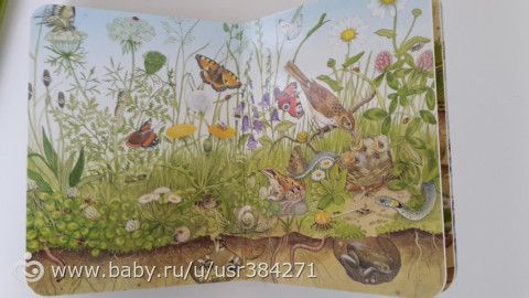 Очень красивая виммель книга о природе в двух вариантах