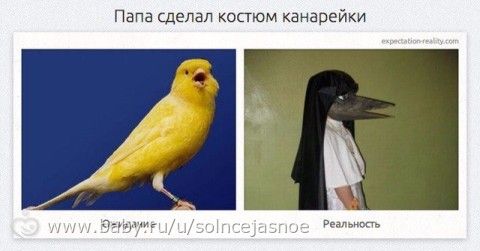 папа сделал костюм канарейки фото онлайн папа сделал костюм канарейки фото