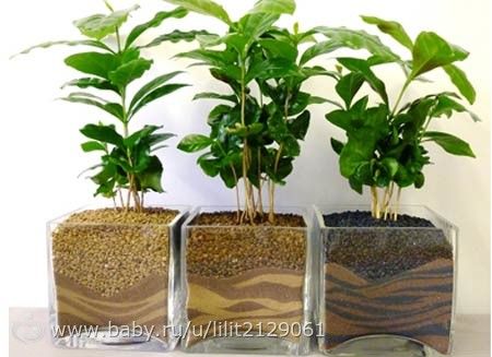 домашние растения.. кофейное дерево (Coffea)