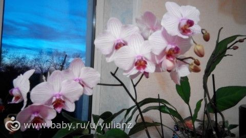 Зацвели глоксинии и еще орхи))