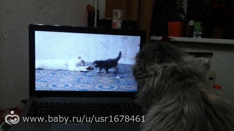 Котенок смотрит историю про себя =) Ми-ми-мишное фото