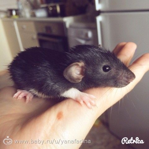 Крысята