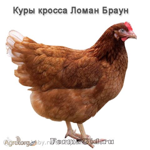 Инкубация день 8