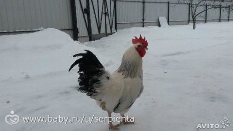 Инкубация день 8