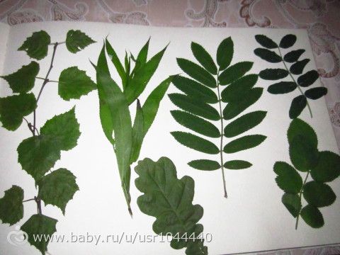 Отчет о второй неделе марафона Летний день