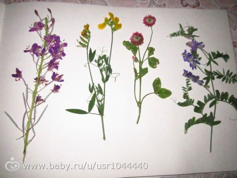 Отчет о второй неделе марафона Летний день