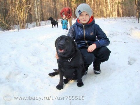 Лабродневник. История одной собаки)