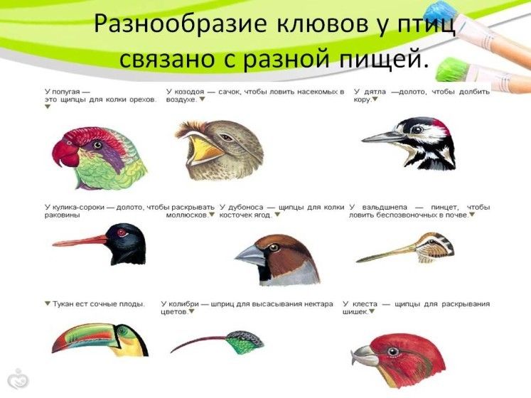 Марафон &amp;quot;Маленькие учёные&amp;quot;. Орнитология.