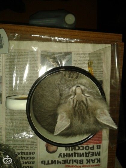 Все таки коты это жидкость