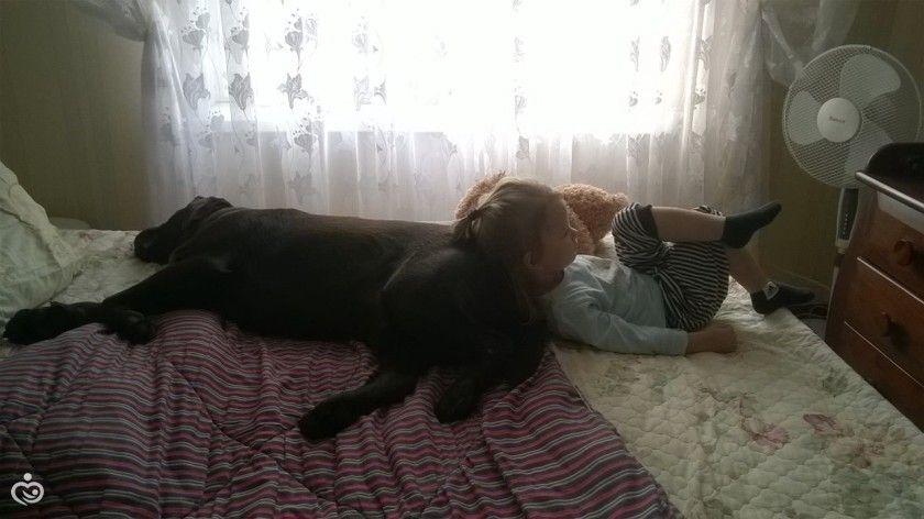 Пес, который охранял пятерых щенков.